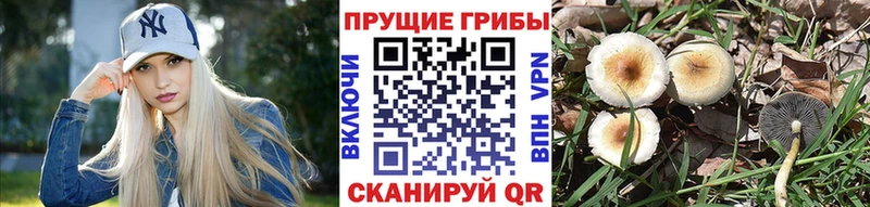Псилоцибиновые грибы MAGIC MUSHROOMS  купить наркотик  Питкяранта 